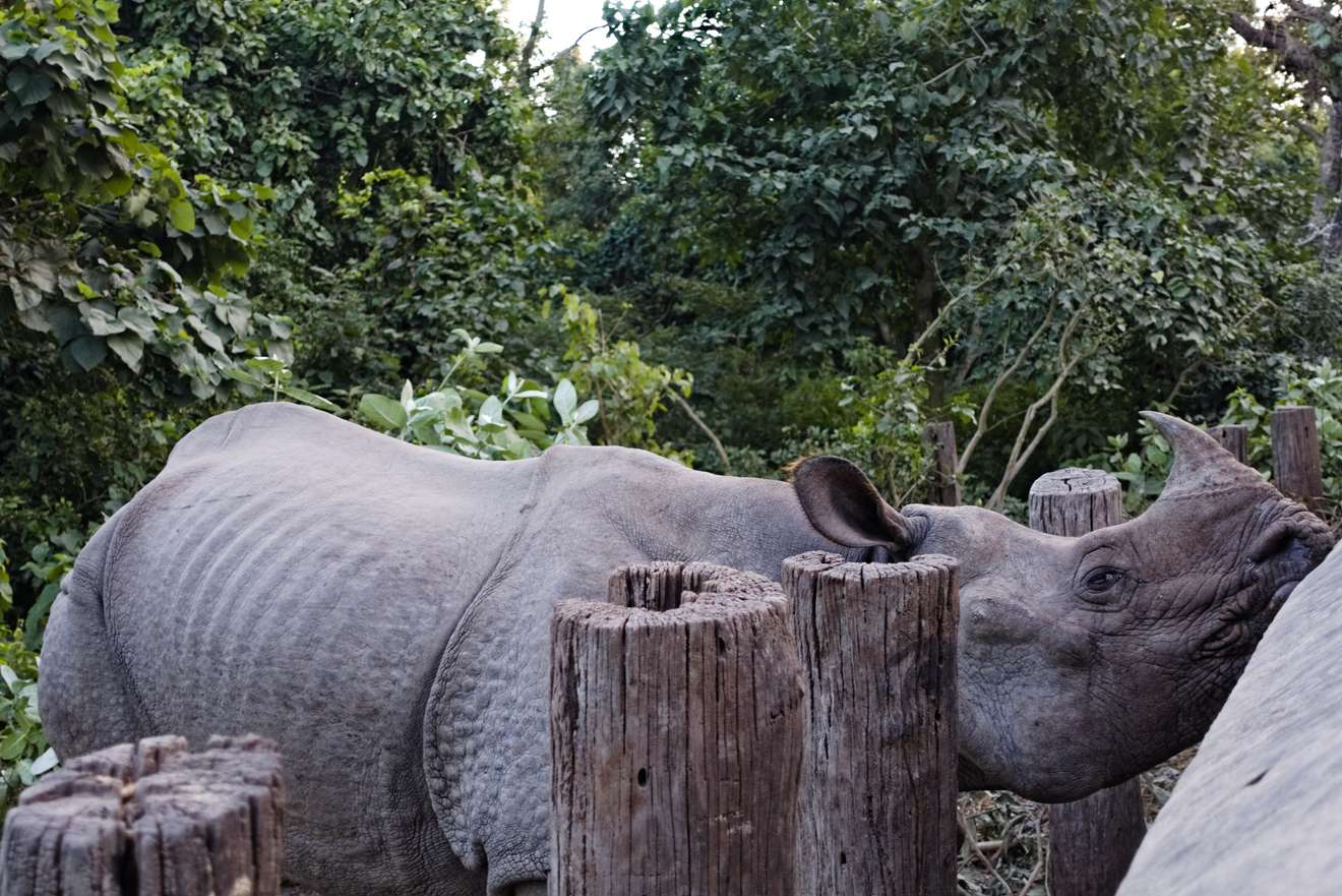 Nashorn im Tierpark