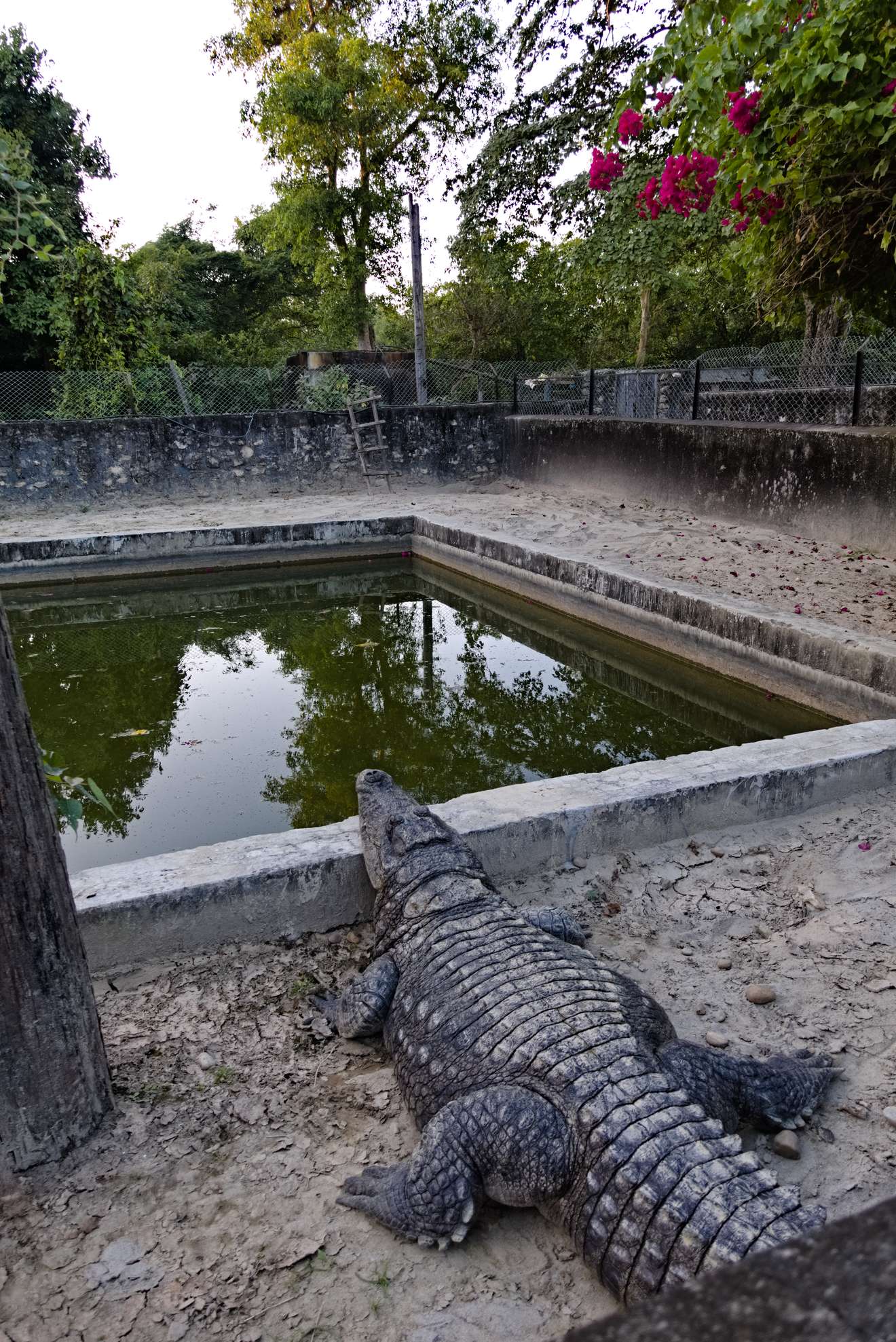 Krokodil im Tierpark