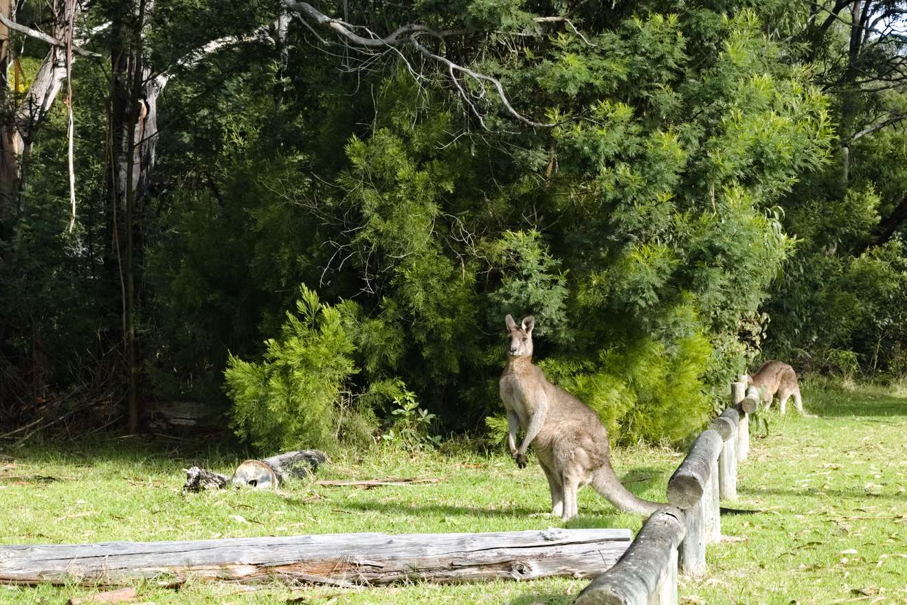 Känguru