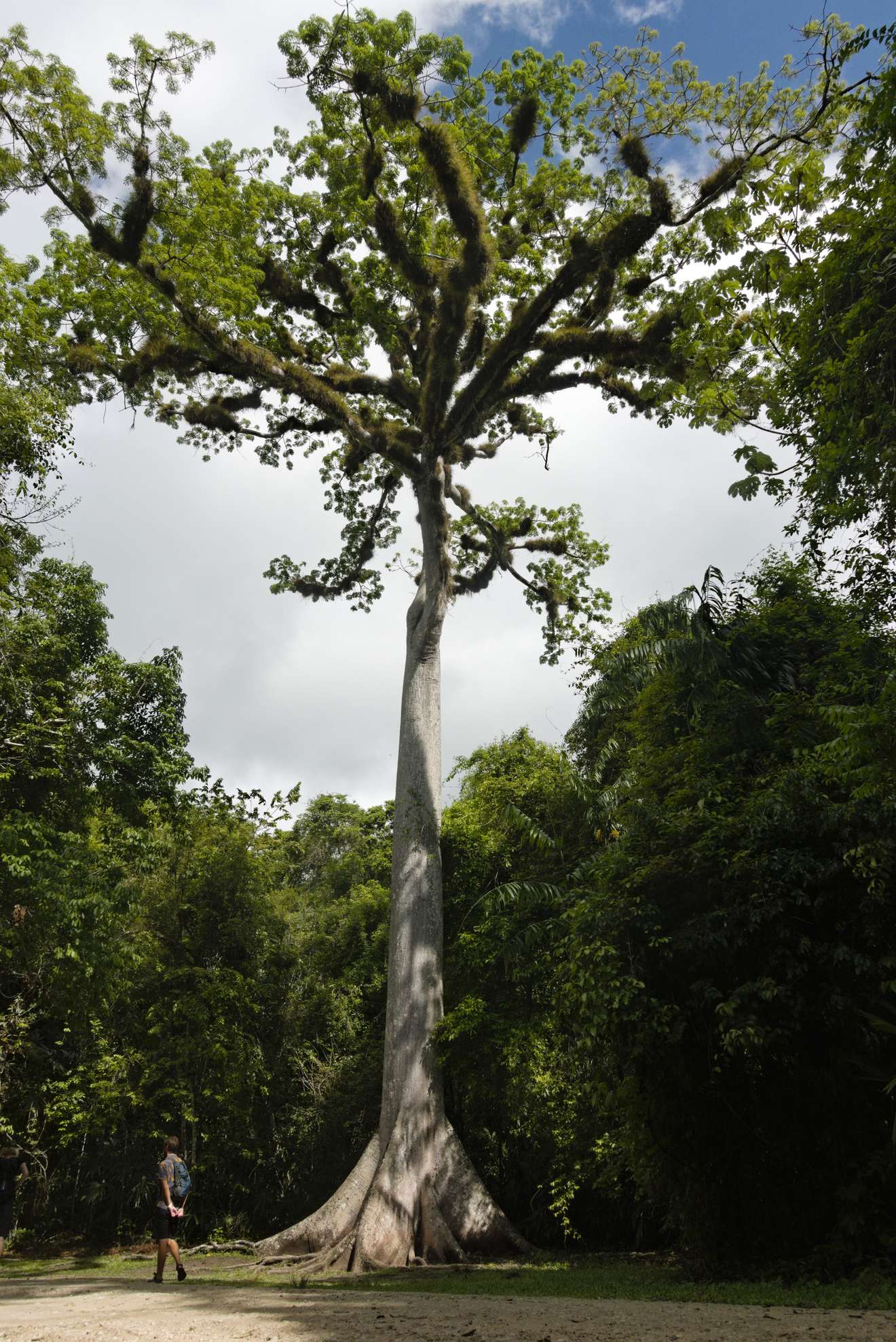 Ceiba Baum