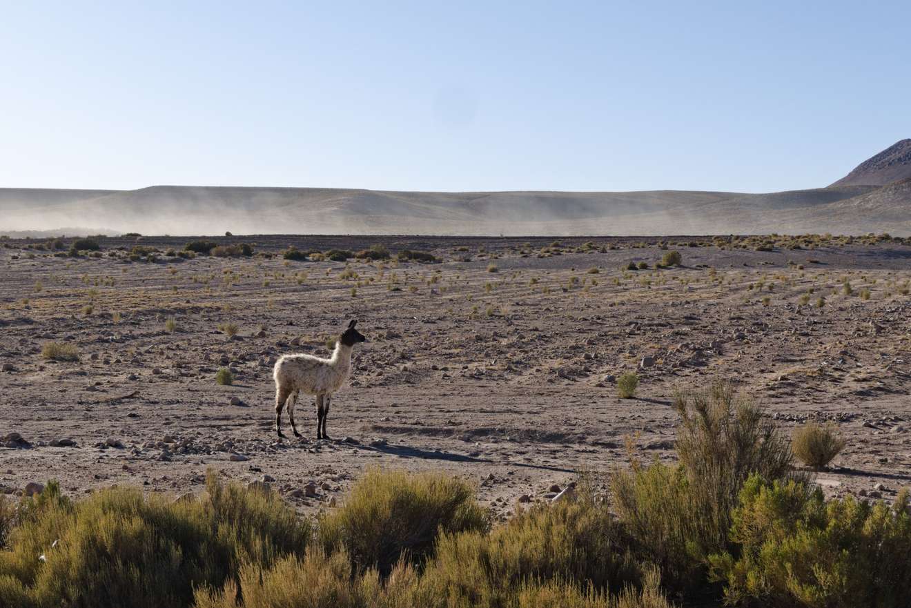 Lama