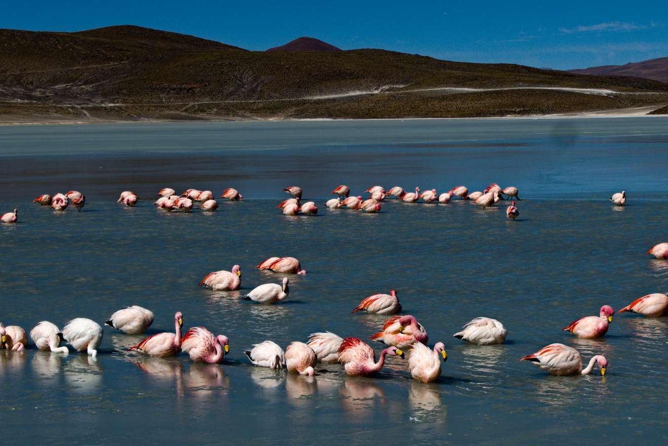 Flamingos