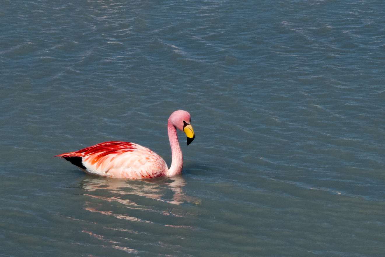 Flamingo