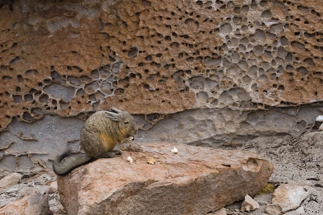 Viscacha